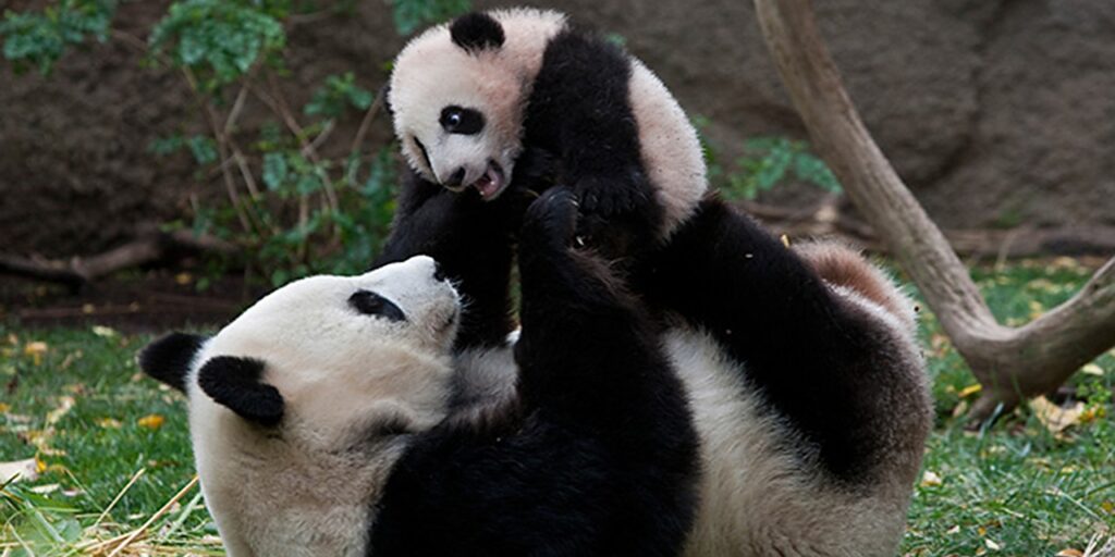 pandas-at-the-san-diego-zoo
