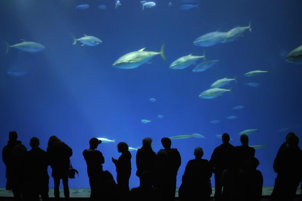 aquarium of the bay in san francisco