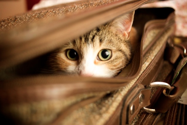 How to travel with a cat
