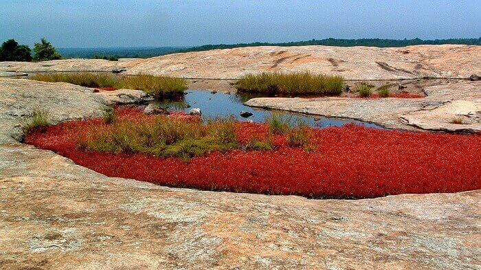 Davidson-Arabia Nature Preserve vegetation