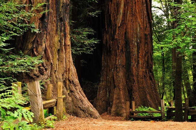 Sequoioideae trees at Henry Cowell Redwoods State Park