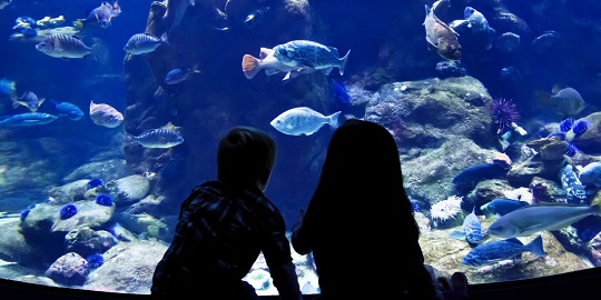Golden Gate Park Aquarium, San Francisco