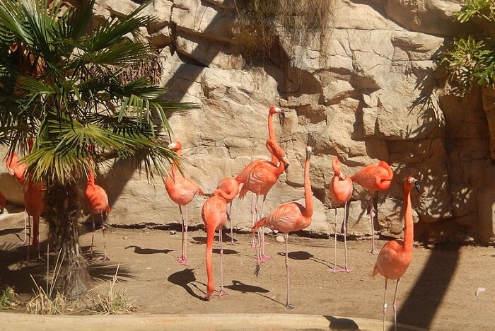 Pink flamingos at San Antonio Zoo