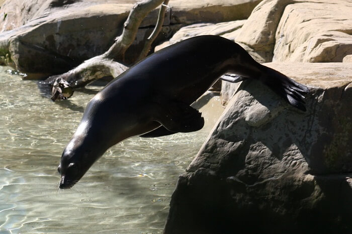 seals at The National Zoo, Washington, DC